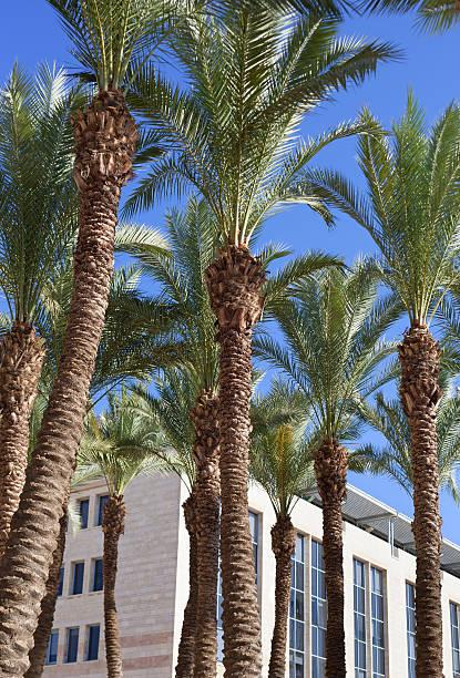 istock Palm in the city. 626002490