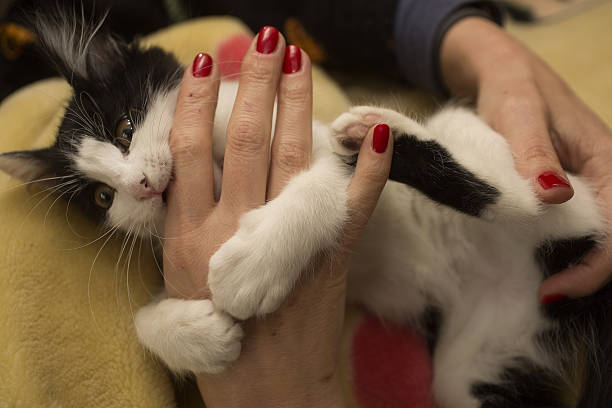 istock Woman with painted red nails, play with a kitten 626003058