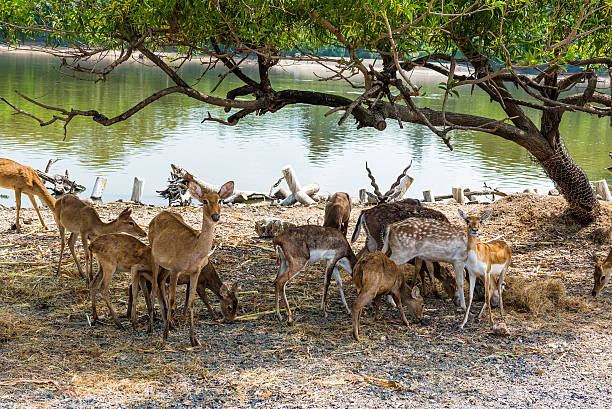 istock Group of spotted deer under the tree. 626003062