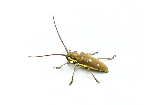 istock Long-horned Beetle (Dorysthenes walkeri Waterhouse) and wings 626003292