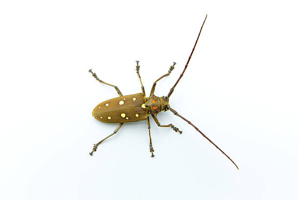 istock Long-horned Beetle (Dorysthenes walkeri Waterhouse) and wings 626003322