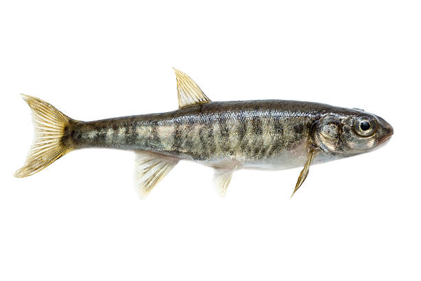 Minnow Minnow (Phoxinus) it is isolated on a white background minnow fish photos stock pictures, royalty-free photos & images