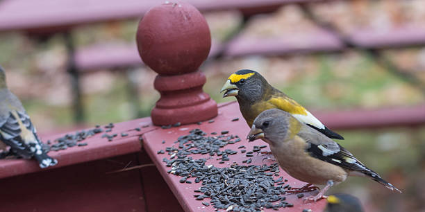 istock Evening Grosbeaks(Coccothraustes vespertinus) gathered together to eat bird seed. 626004206