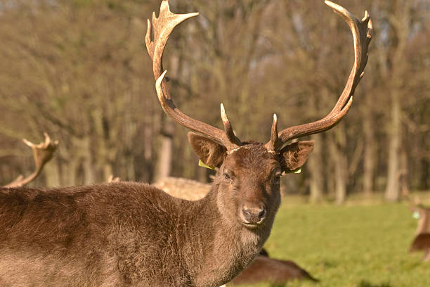 Fallow deer portrait. stock photo