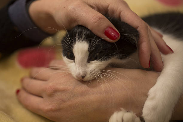 istock Woman with painted red nails, play kitten 626005442