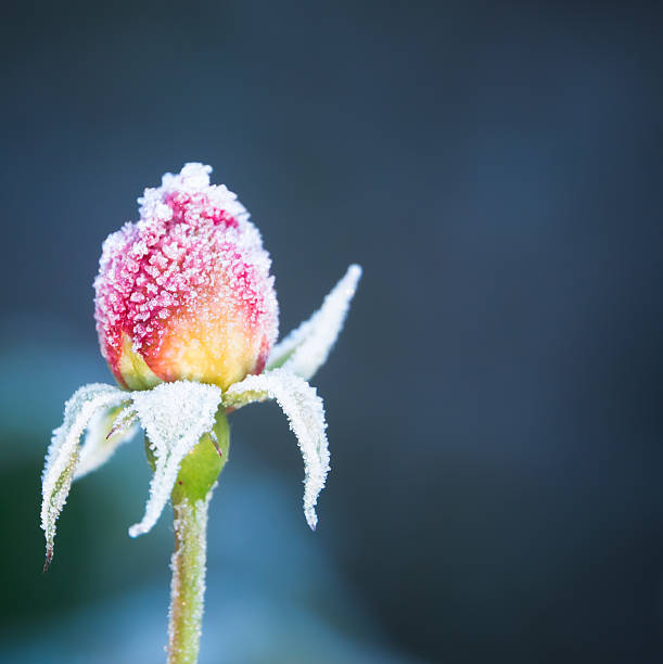 Winter Rose Pink Rosebud Covered In Frost With Blue Background frozen rose stock pictures, royalty-free photos & images