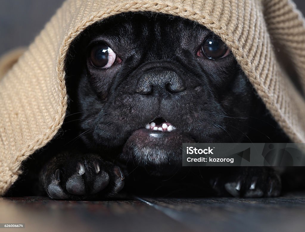 Amazing dog face Amazing dog face with round eyes peeking out from under the rug. Dog black French bulldog Fear Stock Photo