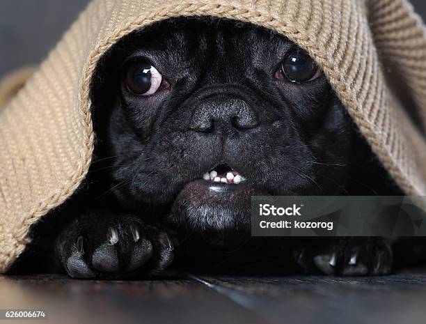 Amazing Dog Face Stock Photo - Download Image Now - Fear, Dog, Checked Pattern