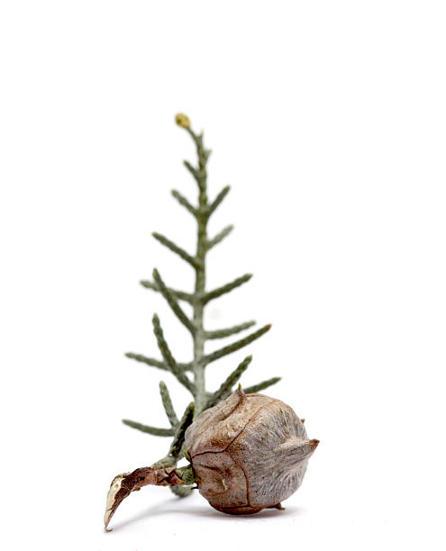 istock cones of a evergreen coniferous tree on white 626007540