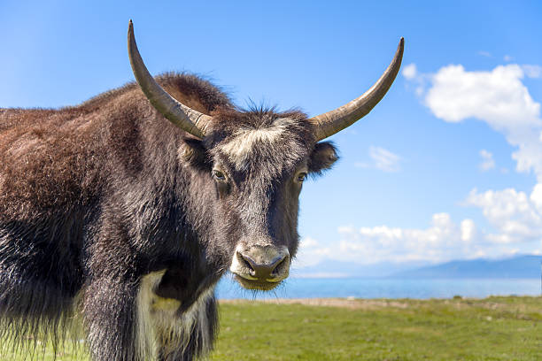 Portrait of a yak against the blue sky and the lake Hovsgol, Mongolia 