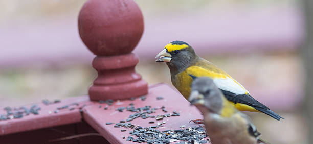 istock Evening Grosbeaks(Coccothraustes vespertinus) gathered together to eat bird seed. 626009238