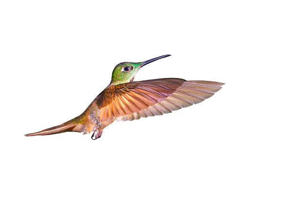 istock Hummingbird , Fawn-breasted Brilliant 626009796
