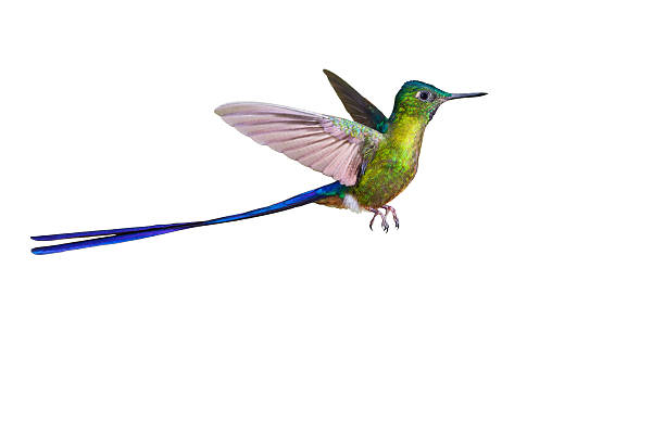 istock Hummingbird , Violet-tailed Sylph 626009806