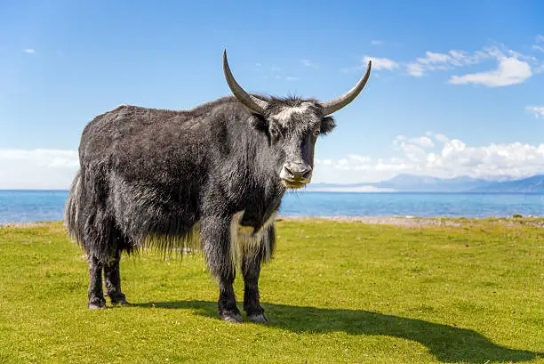 Yak on the shore of Lake Hovsgol, Mongolia 