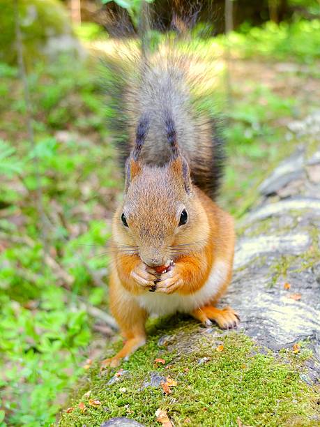 istock Cute squirrel eating a nut, summer fur 626011192