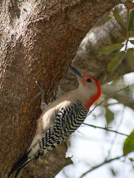 istock Red-bellied Woodpecker 626012062