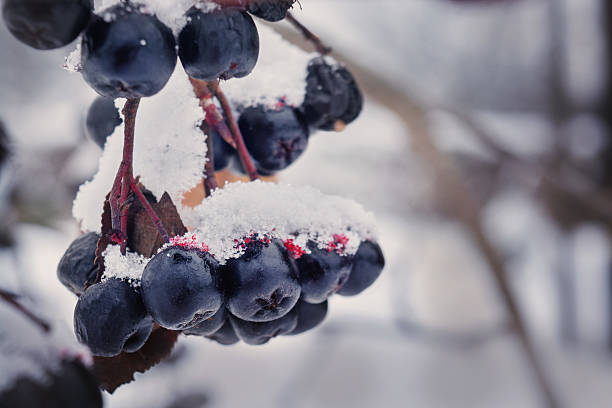 istock Black rowan in the snow with red juice kapyami 626036900