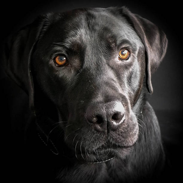istock close up of a labrador dog 626038154