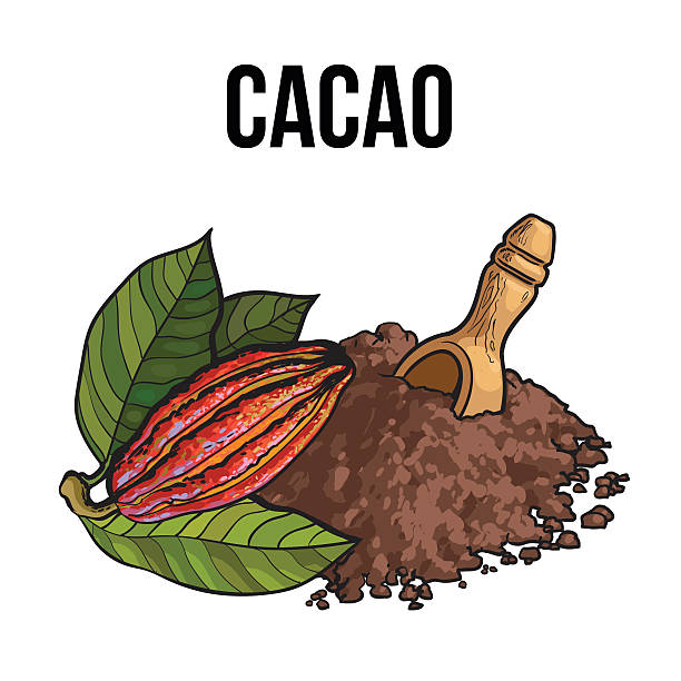 ilustrações de stock, clip art, desenhos animados e ícones de heap of cocoa powder with wooden scoop and cacao fruit - spoon white background side view nature