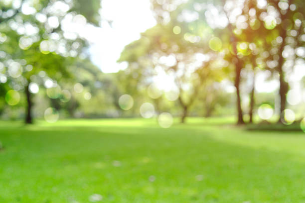 istock defocused bokeh background of  garden trees in sunny day 626040310
