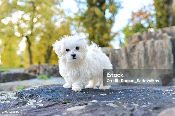 Cute Maltese Dog Sitting On The Rock Stock Photo - Download Image Now - Animal, Cute, Dog