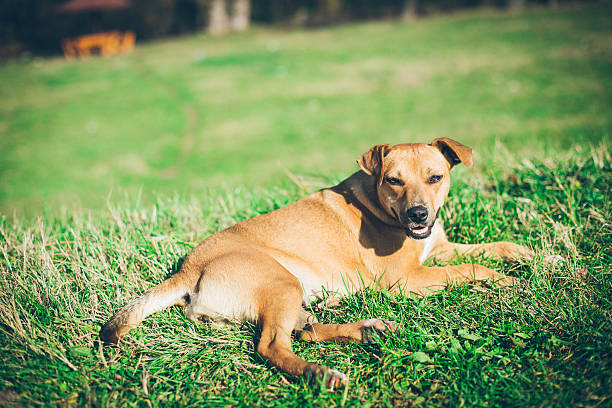 istock Dog enjoy in the warm autumn day 626045354