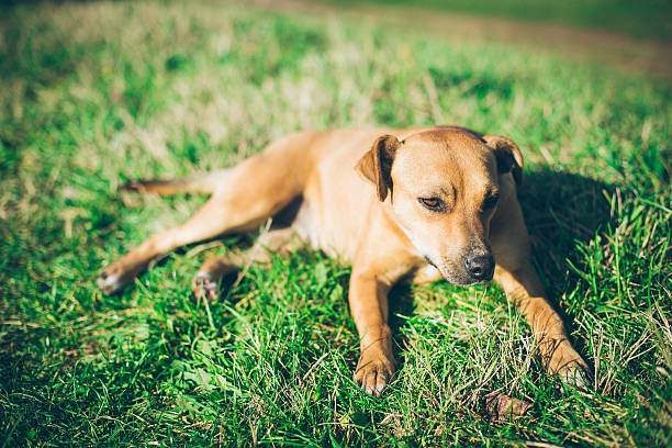 istock Dog enjoy in the warm autumn day 626045636