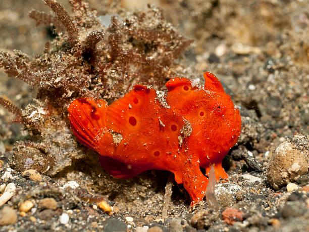 istock painted frogfish -antennarius pictus 626055596