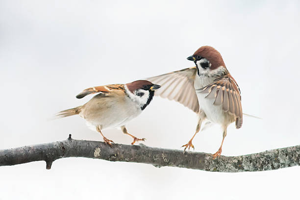 istock two funny angry birds fighting on a branch 626055978