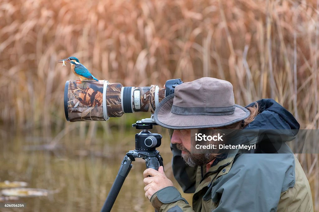 Clumsy nature photographer dont find the kingfisher on the lens Unfortunate nature photographer can not find the kingfisher on the lens, Alcedo atthis, Autumn Photographer Stock Photo