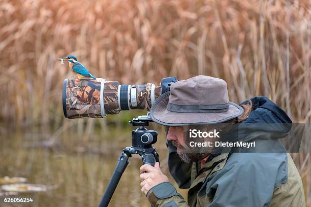 Clumsy Nature Photographer Dont Find The Kingfisher On The Lens Stock Photo - Download Image Now