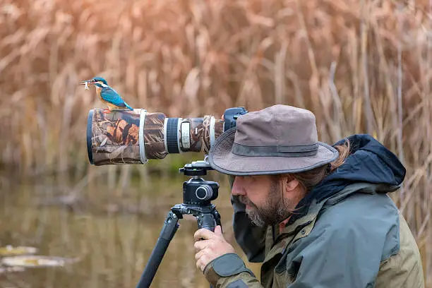 Unfortunate nature photographer can not find the kingfisher on the lens, Alcedo atthis, Autumn