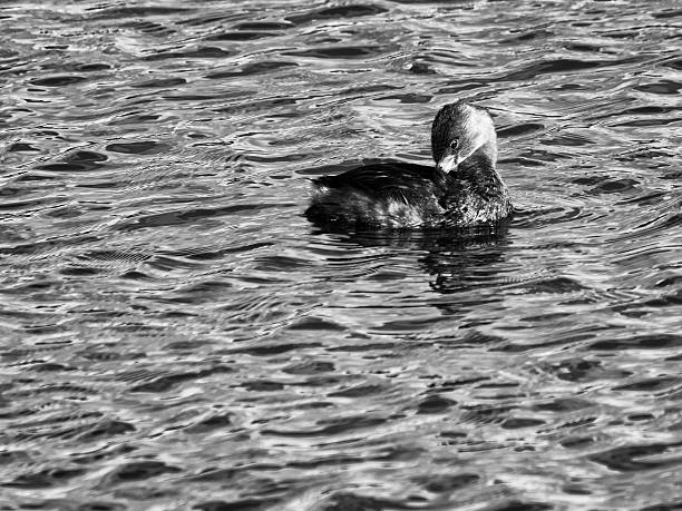 istock Pied-billed Grebe Grooming Its Feathers in Black and White 626057396