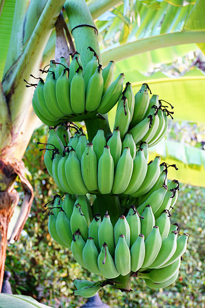 Cultivated banana