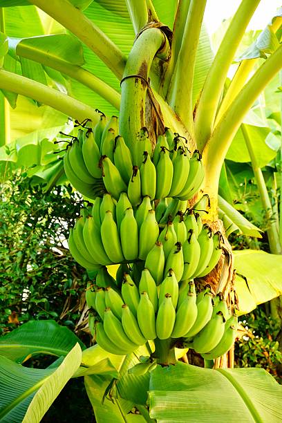 Cultivated banana