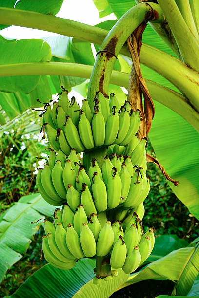 Cultivated banana