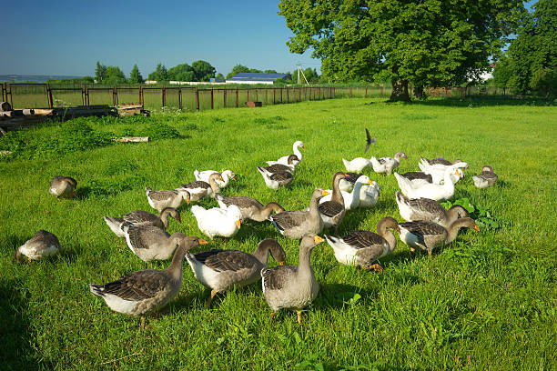Many geese on their pasture, one spreading her wings