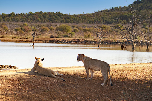 Two lionesses near a lake with bare trees in the Madikwe Game Reserve in South Africa.