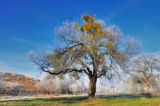 istock Old big apple tree with mistletoe in the winter season. 626060968