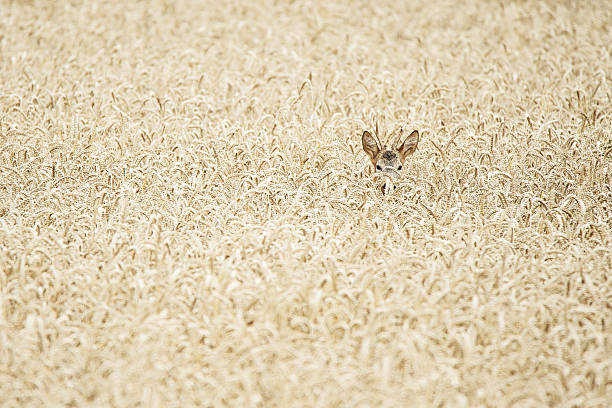 roe buck hidden in a wheat field