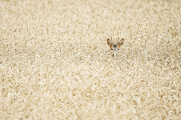 roe buck hidden in a wheat field roe buck hidden in a wheat field deer hide stock pictures, royalty-free photos & images