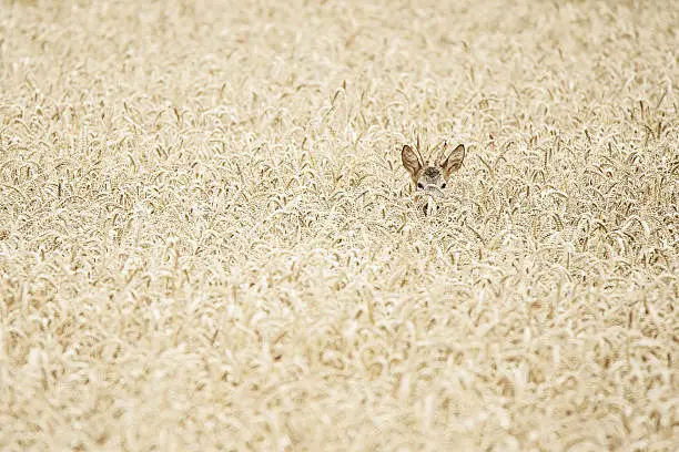 roe buck hidden in a wheat field