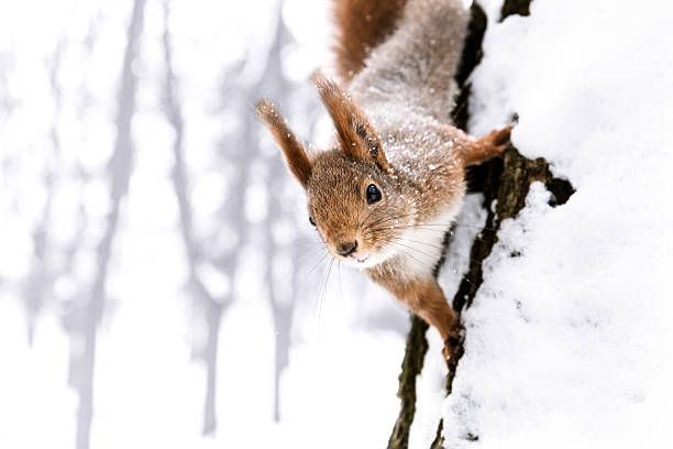 istock young squirrel sitting on snowy tree trunk, looking in camera 626061702