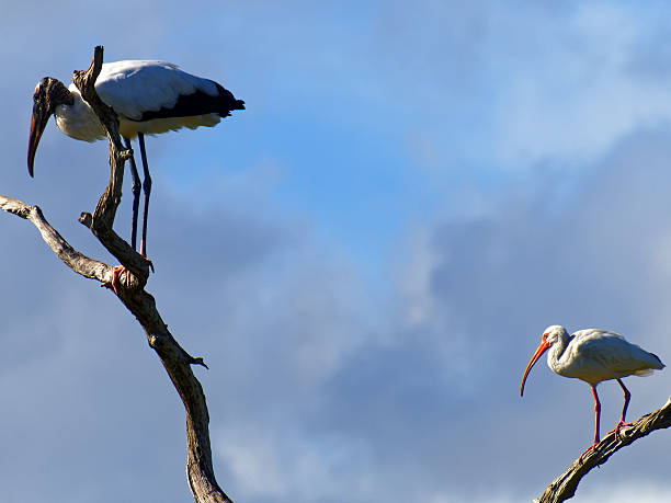 istock Wood Stork and American White Ibis on Dead Tree 626061732