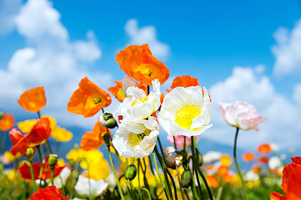 istock Field of corn poppy flowers 626061882