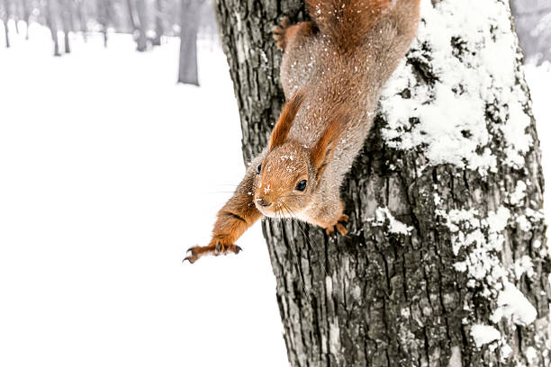 istock squirrel with held out paw sitting on snowy tree trunk 626061940