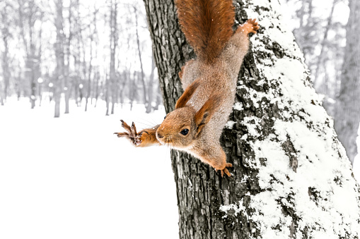 cute red squirrel sitting on tree trunk in winter forest with held out paw