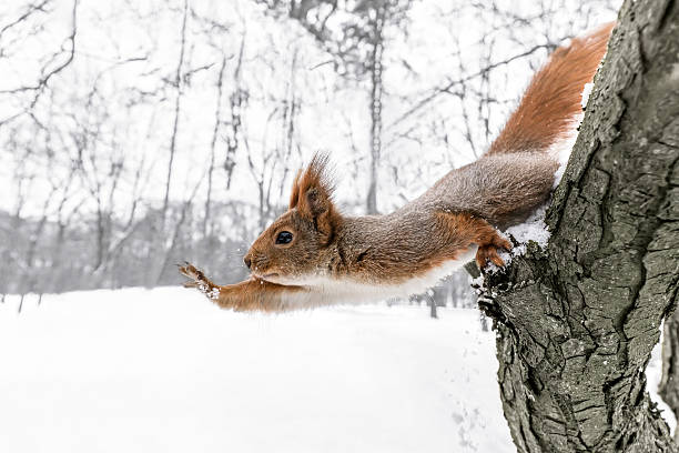 istock cute squirrel on with held out paw against blurred forest 626066828