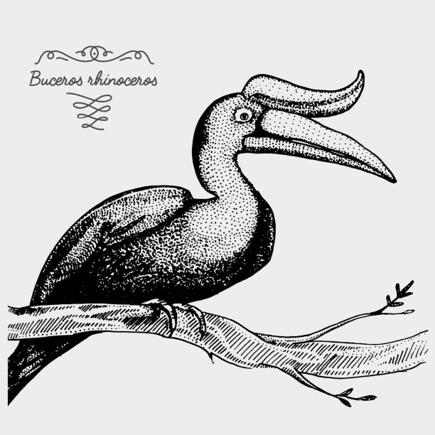 손으로 그린 벡터 사실적인 새, 스케치 그래픽 스타일, - hornbill computer graphic multi colored nature stock illustrations