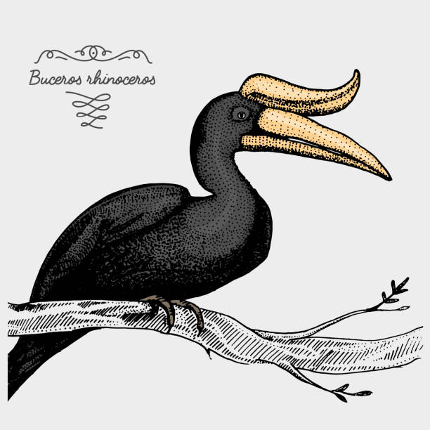 손으로 그린 벡터 사실적인 새, 스케치 그래픽 스타일, - hornbill computer graphic multi colored nature stock illustrations